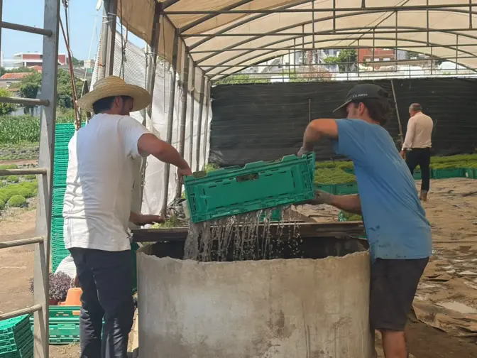 Produção de Manjericos em Pedrouços